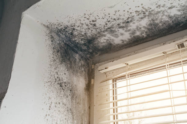Affordable Bathroom Mold Removal solutions in Meyersdale, PA